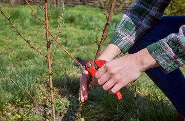 Mezhepçiler tarafından ağaçların budanması.