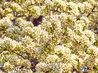 Bahçede çiçek açan armut.