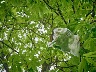Parkın yeşil dalında asılı duran plastik torba Doğa ve Toprak Kirliliği.