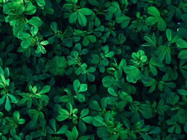 Koyu yeşil yaprakların arka planı.