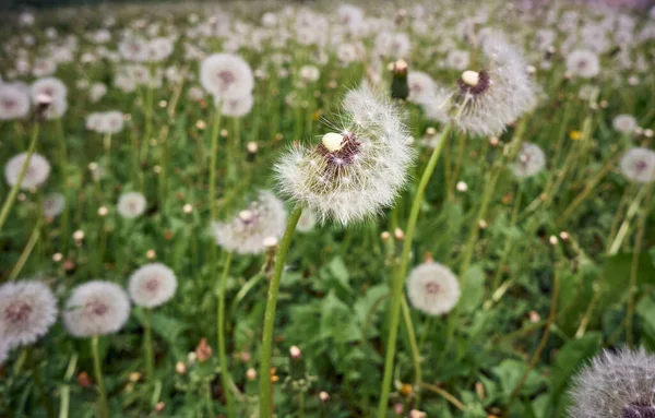 Weiße Flauschige Löwenzahne Voller Blüte — Stockfoto