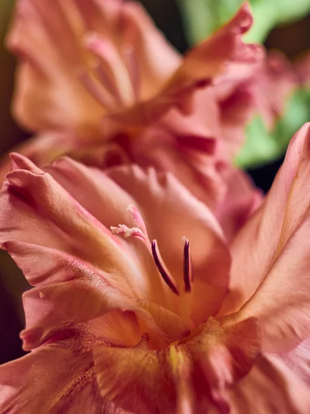 Brunröd Blomma Gladiolus Trädgården — Stockfoto