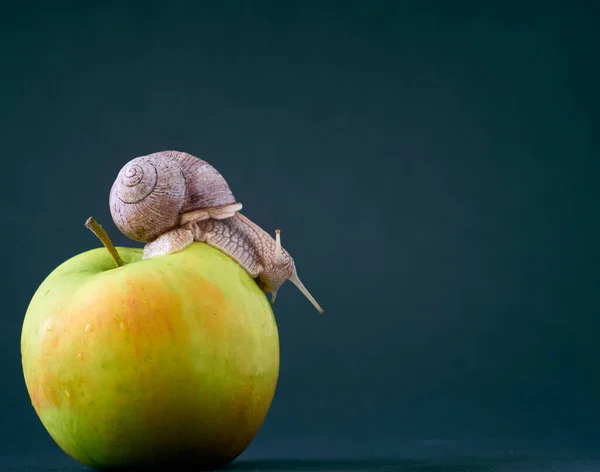 背景にリンゴのカタツムリ — ストック写真