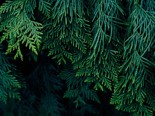 Zelená Thuja Strom Větve Pozadí — Stock fotografie