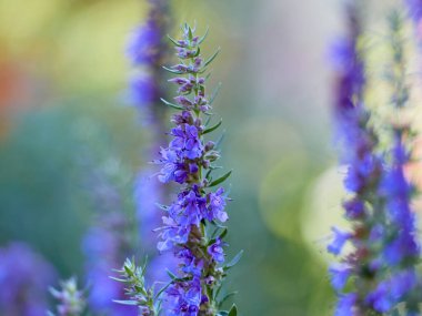 Hyssop 'un mor çiçekleri (hyssopus officinalis)