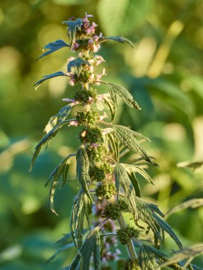 Çiçek açan ana kurt dalları..