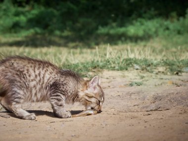 Küçük kedi bir balık yiyor..
