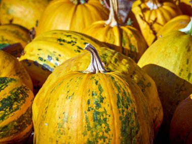 Çiftlikte turuncu sonbahar balkabakları.