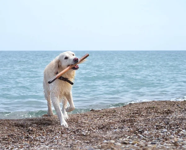 Белая Золотистая Собака Лабрадор Пляже — стоковое фото