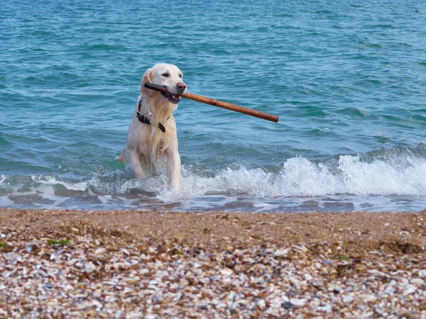 Plajda beyaz labrador av köpeği