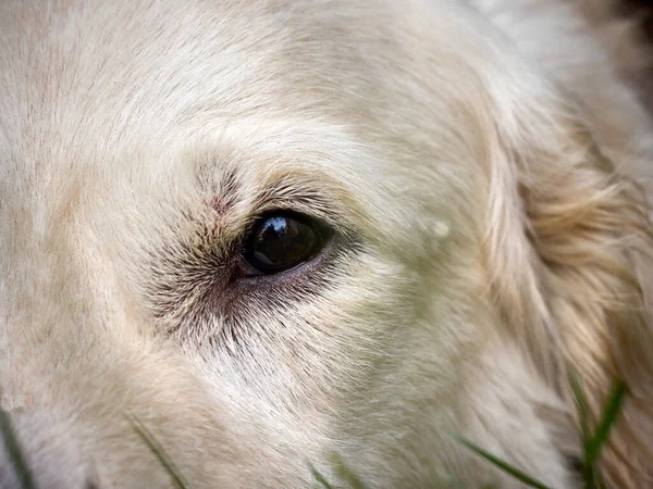 美人ゴールデンレトリバー犬のクローズアップ — ストック写真