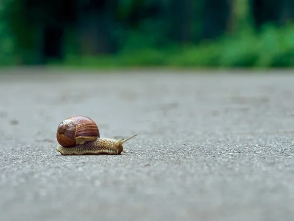 Caracol Uva Lento Arrastra Sobre Asfalto Parque — Foto de Stock