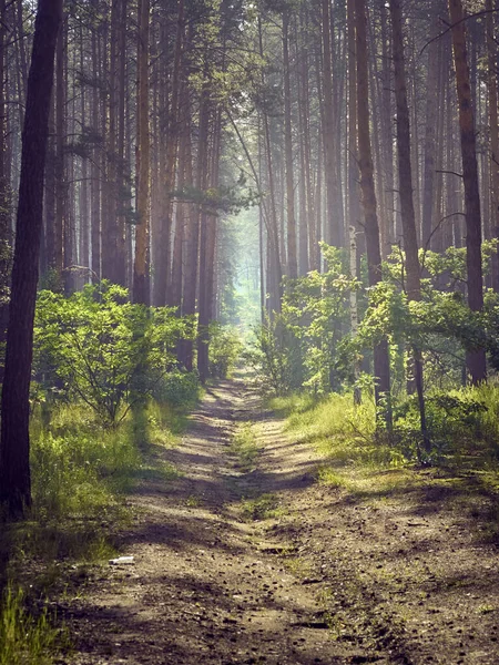 Countryside trail in the forest