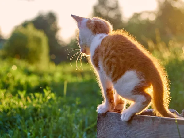 Kitten Spelen Tuin — Stockfoto