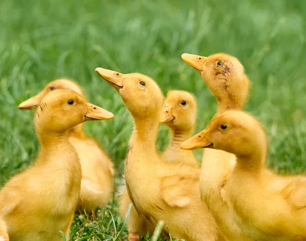 Lindos Patitos Jóvenes Sobre Fondo Natural —  Fotos de Stock