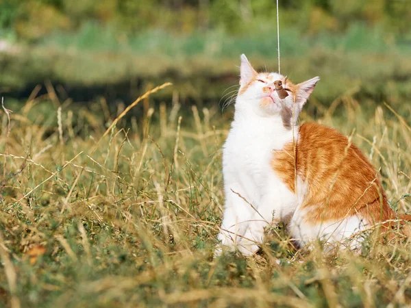 Kitten Playing Grass — Stock Photo, Image