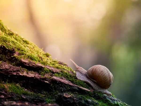 ゆっくりとしたブドウのカタツムリが苔で覆われた木の樹皮を這う 背景の美しいボケ — ストック写真