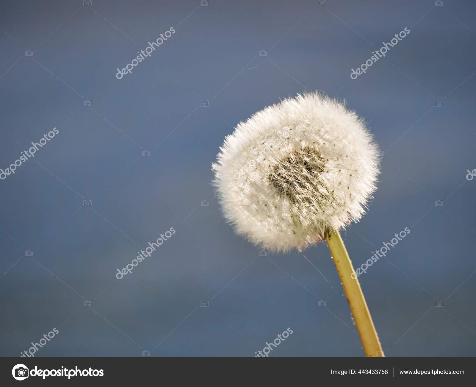 花に白いふわふわのタンポポ ストック写真 C Lesya Marchuk