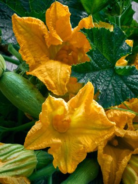 Ahşap arka planda kabak çiçekleri