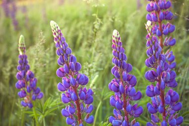 Mor lupin çiçekleri tarlada açar..