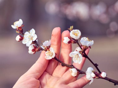 Çiçek açan kayısı dalları ellerinde..