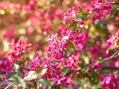 Parkta çiçek açan elma çiçekleri.