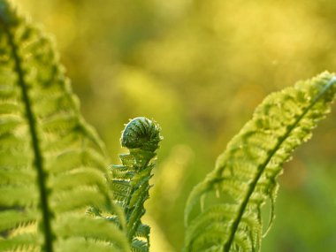Ormanda genç yeşil eğrelti otu.
