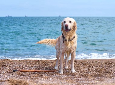 Plajda beyaz labrador av köpeği