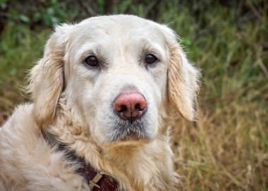 Güzel Golden Retriever köpeği..