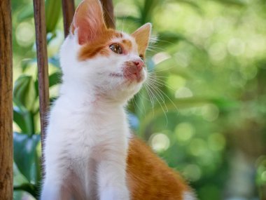 Bahçede oynayan kedi yavrusu.