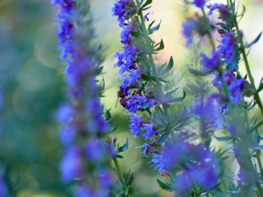 Hyssop 'un mor çiçekleri (hyssopus officinalis)