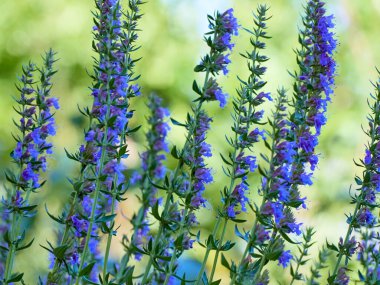 Hyssop 'un mor çiçekleri (hyssopus officinalis)
