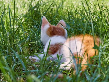 Kedi yavrusu çimenlerde oynuyor..