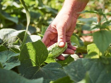 Yaşlı bir köylünün ellerinde bir salatalık.