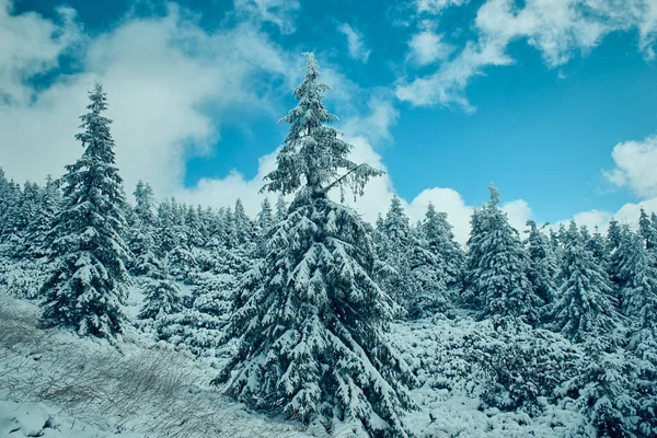 Scénická Horská Krajina Zimním Období Karpat Ukrajina — Stock fotografie