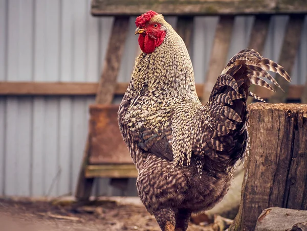 Gallo Uno Sfondo Naturale — Foto Stock