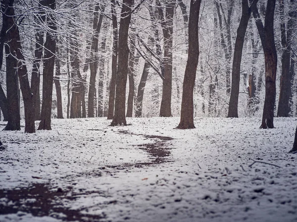 Sněžný Zimní Park Břečkou Stezce — Stock fotografie