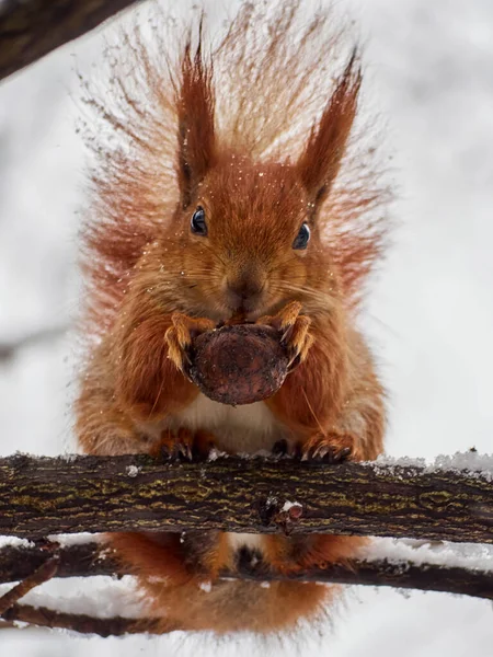 Cute Squirrel Park — Stock Photo, Image