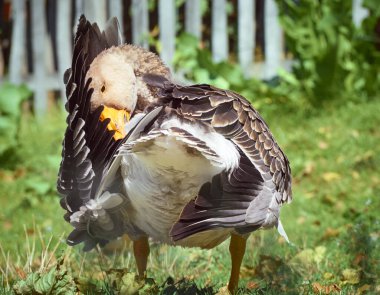 Gri kaz çimlerin üzerinde.