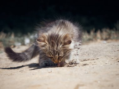 Küçük kedi bir balık yiyor..