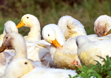 Çiftlikteki evcil ördekler.