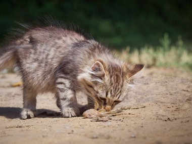 Küçük kedi bir balık yiyor..