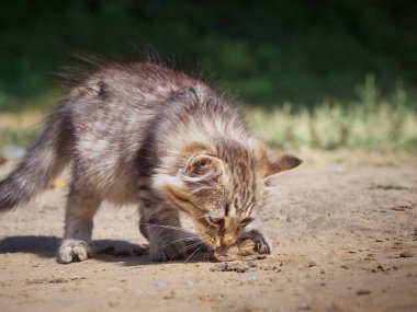 Küçük kedi bir balık yiyor..