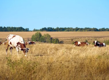 Kuru bir tarlada inekler.