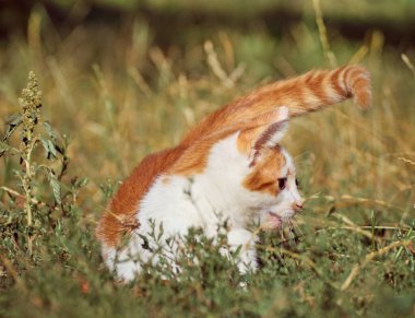 Kedi yavrusu çimenlerde oynuyor..
