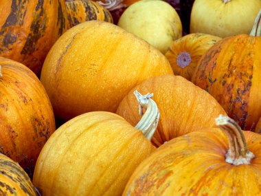 Çiftlikte turuncu sonbahar balkabakları.