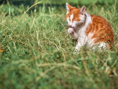 Bahçedeki kırmızı genç kedi.