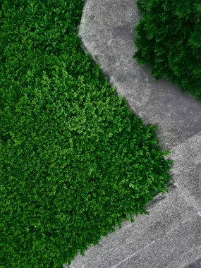 Çimenler ve çalılar arasındaki patikalara bak..