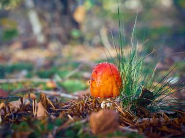 Sonbahar ormanlarında agarik uç.