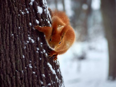 Parktaki şirin sincap..